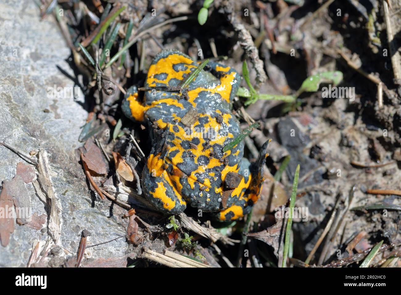 Gelbbauchkröte, Bombina variegata. Seltene vom Aussterben bedrohte Amphibienarten. Stockfoto