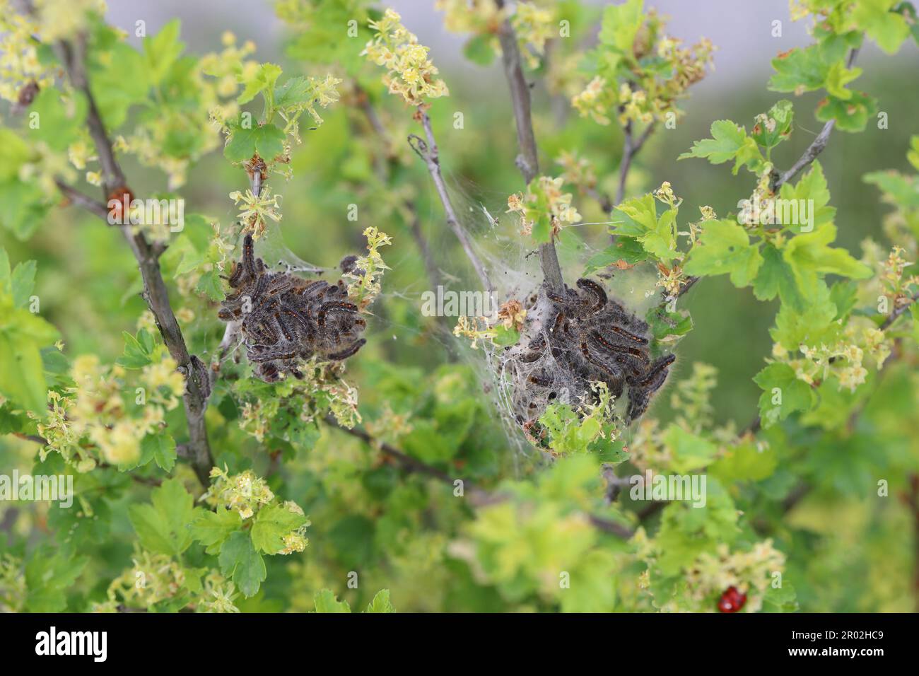 Braunschwanzraupen (Euproctis chrysorrhoea) aus dem Winternest. Wichtige Schädlinge vieler Bäume und Sträucher, einschließlich Obstbäumen. Stockfoto