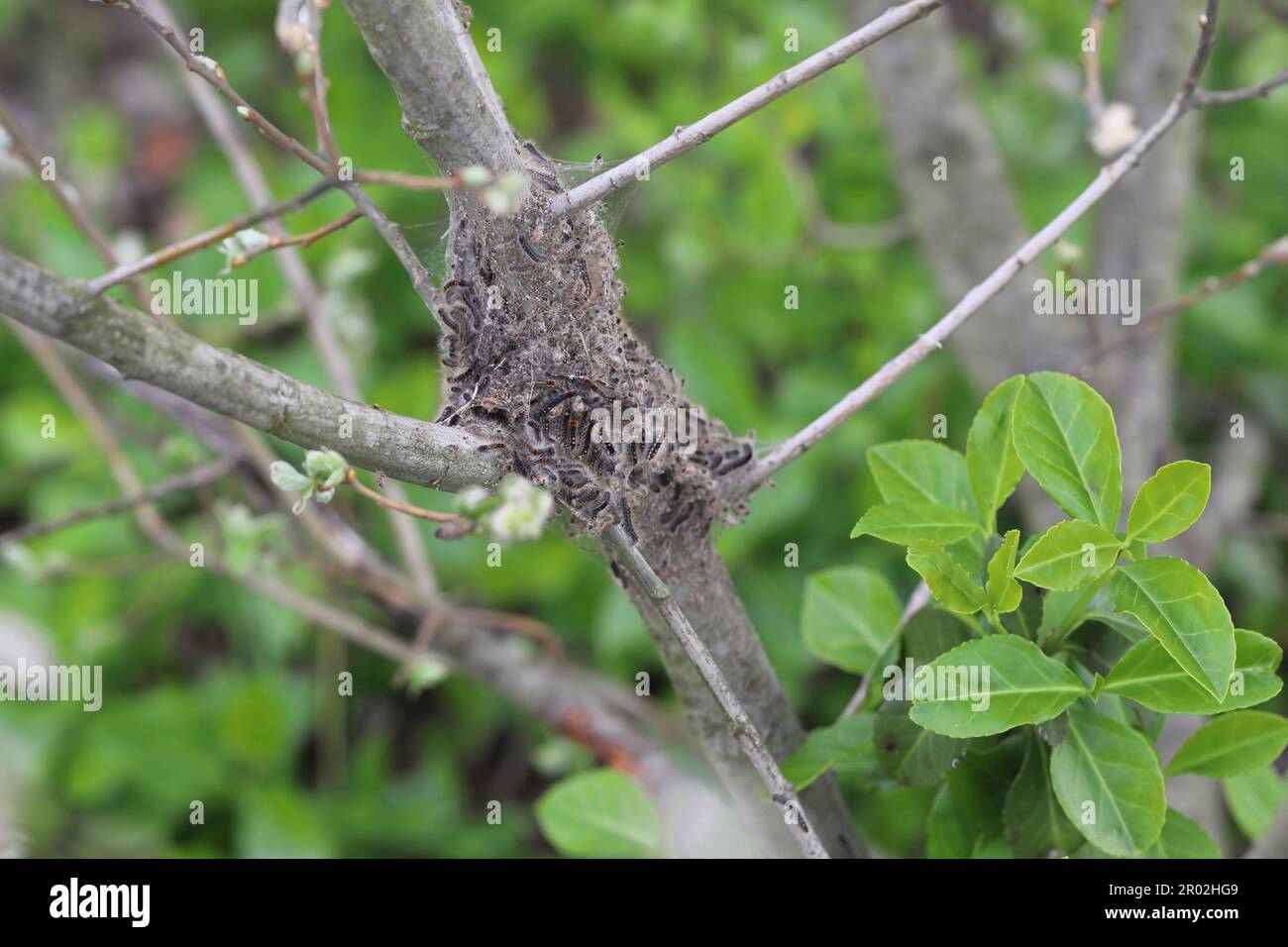 Braunschwanzraupen (Euproctis chrysorrhoea) aus dem Winternest. Wichtige Schädlinge vieler Bäume und Sträucher, einschließlich Obstbäumen. Stockfoto