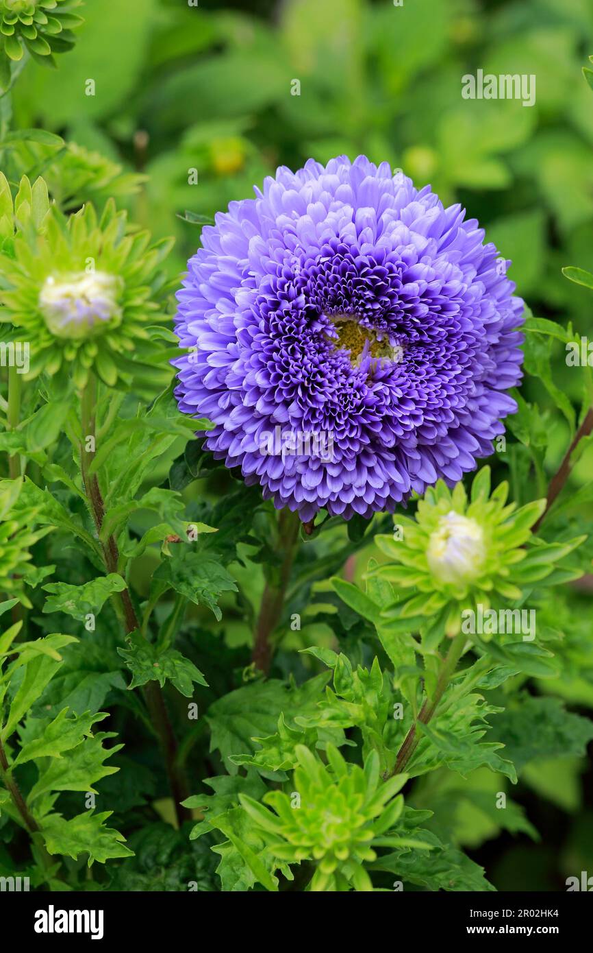 China-Aster (Callistephus Chinensis) Stockfoto