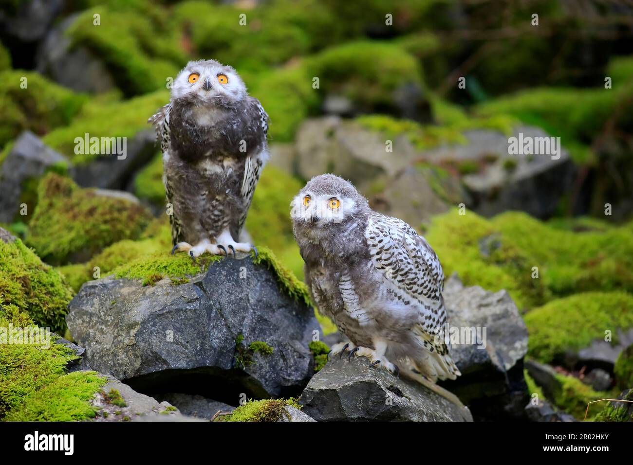 Schneeeule (Nyctea scandiaca), Jungvögel, Jungtiere, Skandinavien Stockfoto