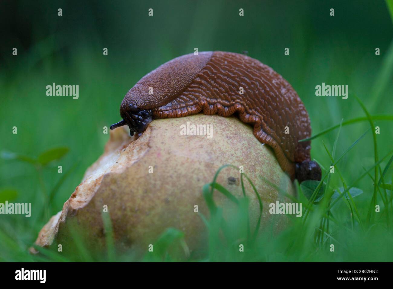 Große rote Schnecke (Arion rufus), die sich von gefallenen Früchten ernährt Stockfoto