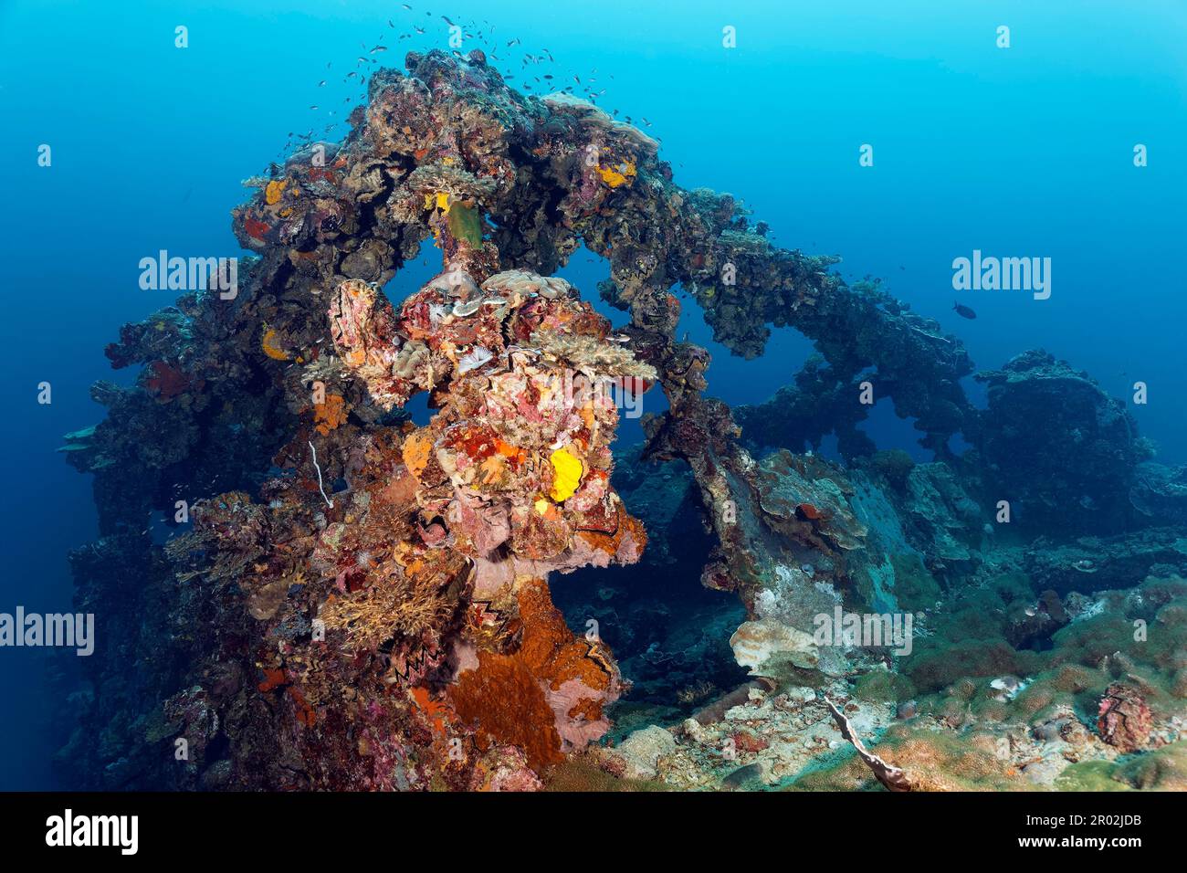 Überbau, Kyokuzan Maru, Unterwasser, Wrack, dicke Vegetation, Wirbellose Tiere (Evertebrata), wirbellose Tiere, japanisches Versorgungsschiff Stockfoto