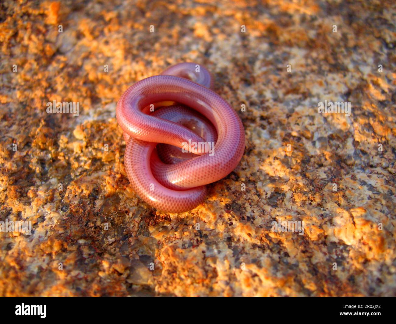 Wurmschlange Stockfoto