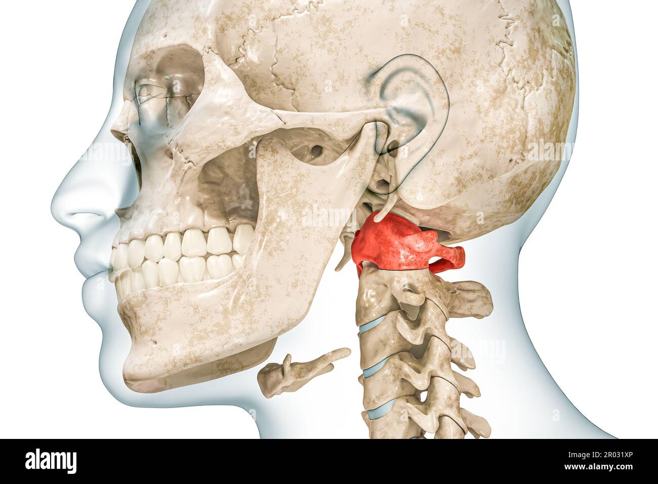 Atlas erster Halswirbel in roter Farbe mit Darstellung des Körpers 3D isoliert auf weiß mit Kopierbereich. Menschliches Skelett und Wirbelsäulenanatomie, ich Stockfoto