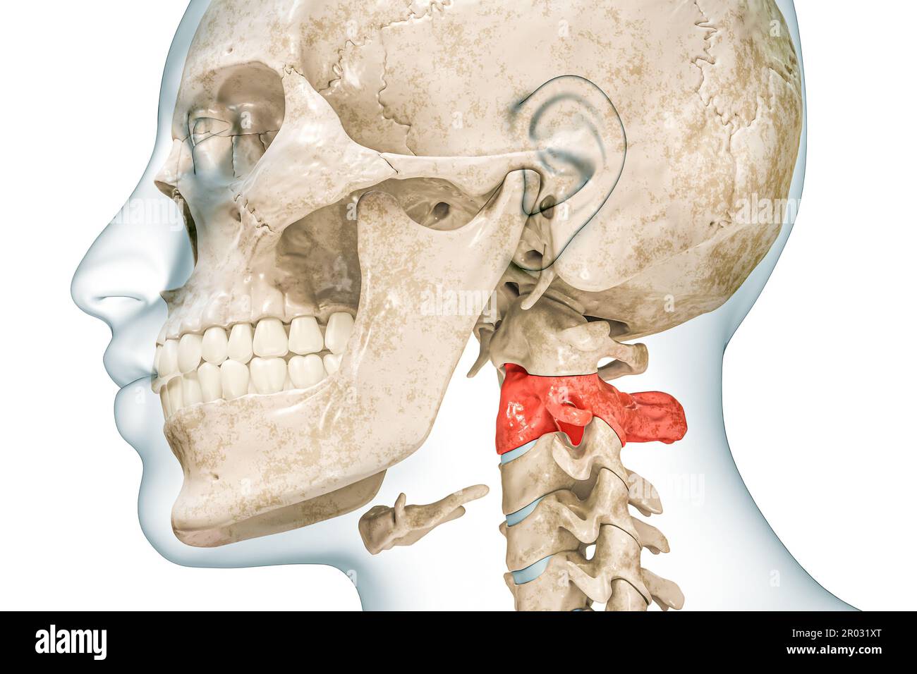 Zweiter Halswirbel der Achse in roter Farbe mit Darstellung des Körpers 3D isoliert auf weiß mit Kopierbereich. Menschliches Skelett und Wirbelsäulenanatomie, ich Stockfoto