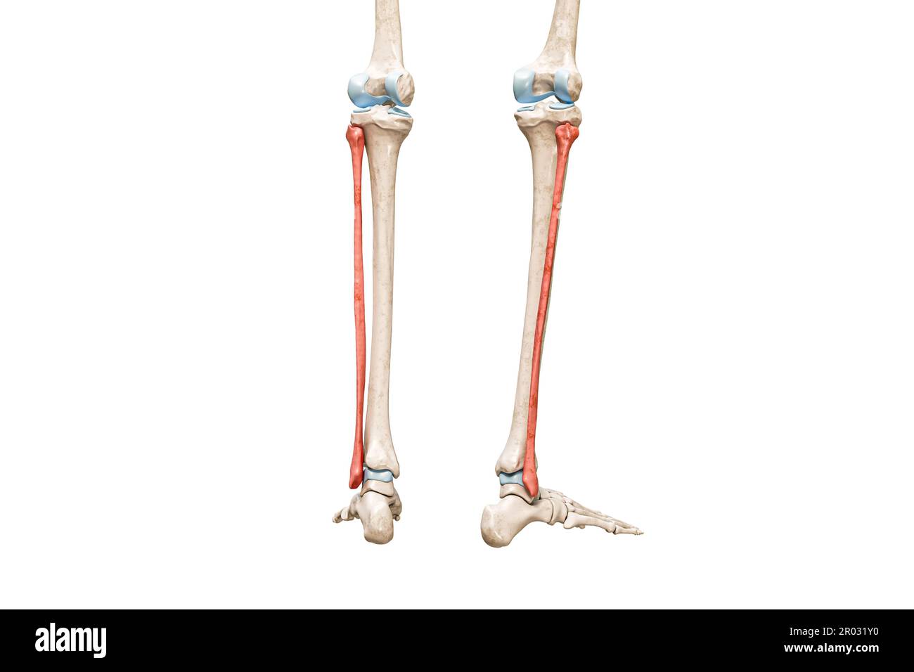 Fibulaknochen, Rückansicht in roter Farbe, 3D-Darstellung isoliert auf weiß mit Kopierbereich. Menschliche Skelett- und Beinanatomie, medizinisches Diagramm, oste Stockfoto