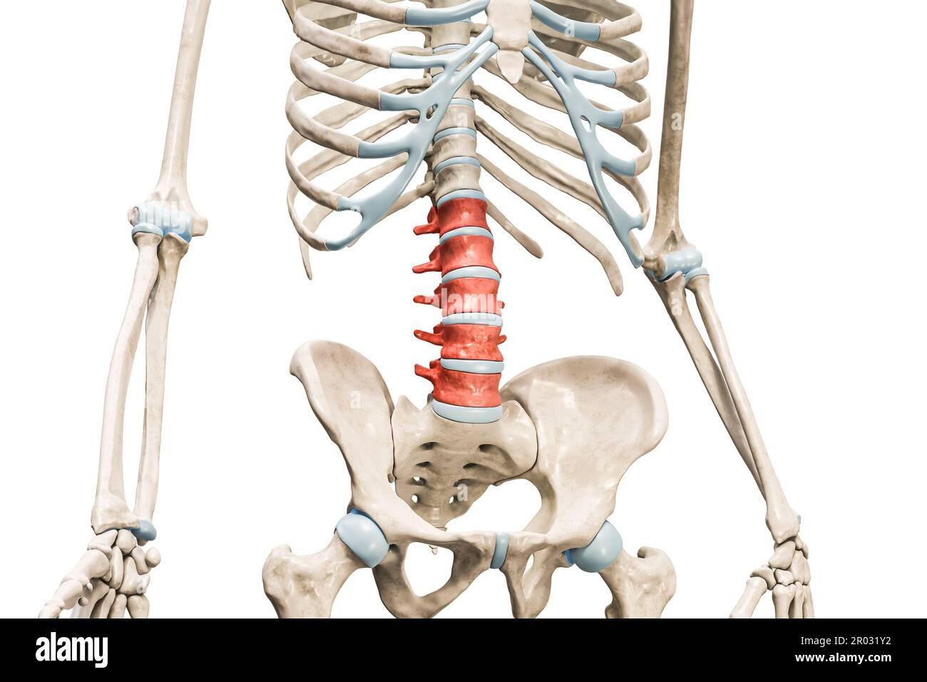 Lendenwirbel in roter Farbe 3D-Darstellung isoliert auf weiß mit Kopierbereich. Menschliche Skelett- und Wirbelsäulenanatomie, medizinisches Diagramm, Osteolog Stockfoto