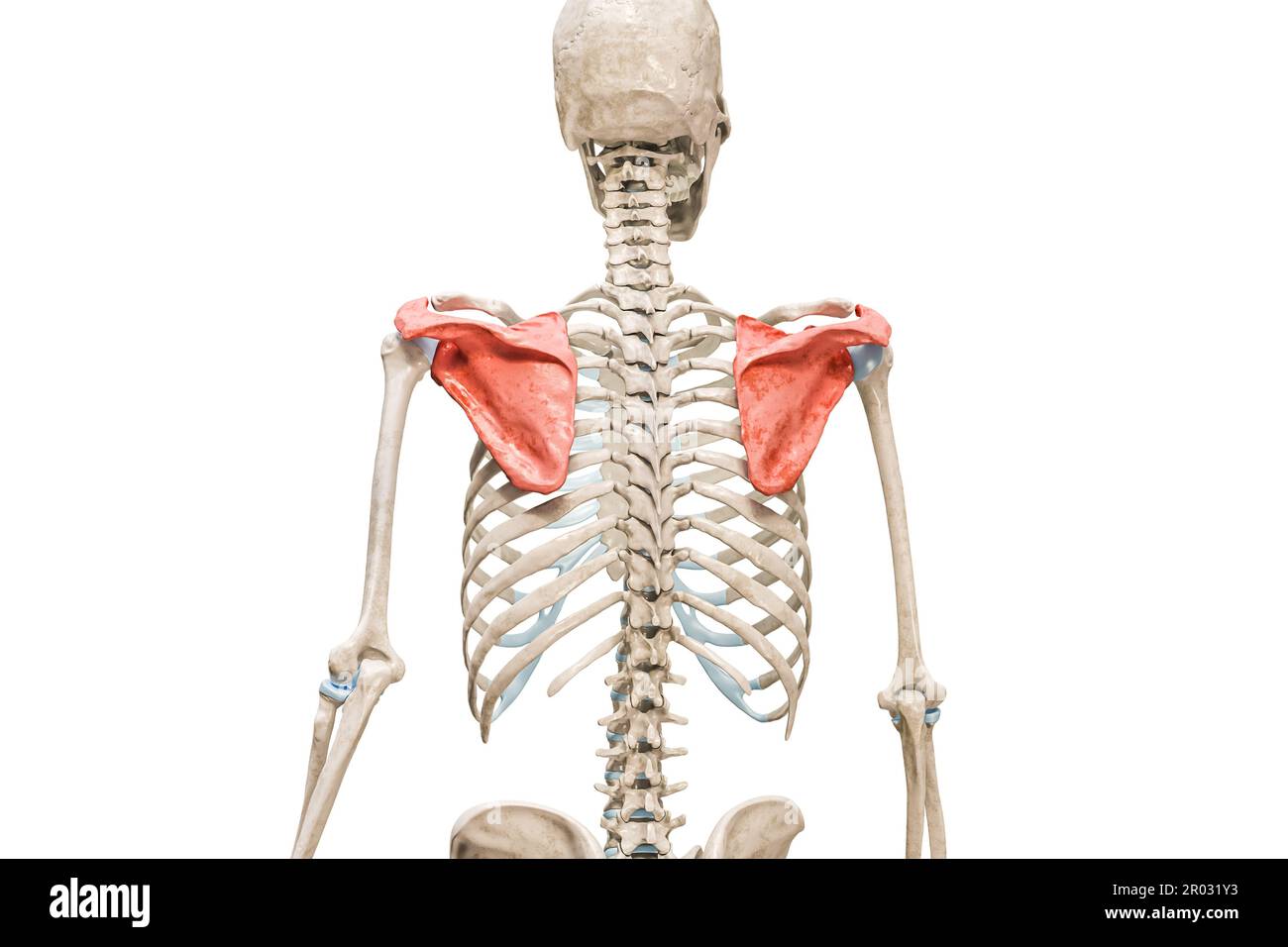Skapula- oder Schulterblatt-Knochen in roter Farbe 3D-Darstellung isoliert auf weiß mit Kopierbereich. Anatomie des menschlichen Skeletts oder Skelettsystems Stockfoto
