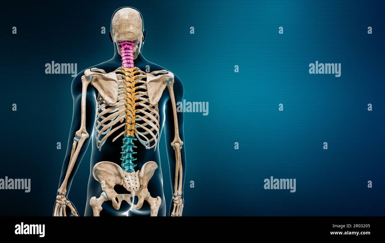 Halswirbel, Brust- und Lendenwirbel in Farbrückansicht mit 3D-Darstellung des Körpers auf blauem Hintergrund mit Kopierbereich. Menschliche Wirbelsäule oder Rücken Stockfoto