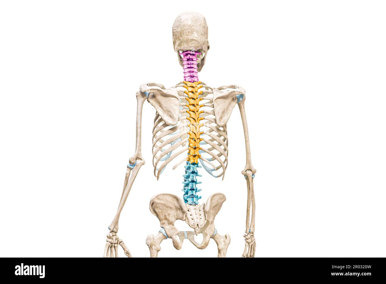 Hals-, Brust- und Lendenwirbel in der farbigen Rückansicht 3D-Darstellung isoliert auf weißem Hintergrund. Menschliche Wirbelsäule oder Rückgrat-Anatomie, ich Stockfoto