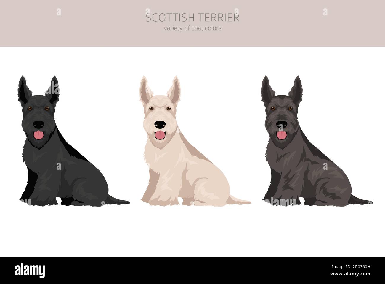 Schottische Terrier Hunde in verschiedenen Posen und Fellfarben. Erwachsene und Welpen scottie Set. Vektorgrafik Stock Vektor