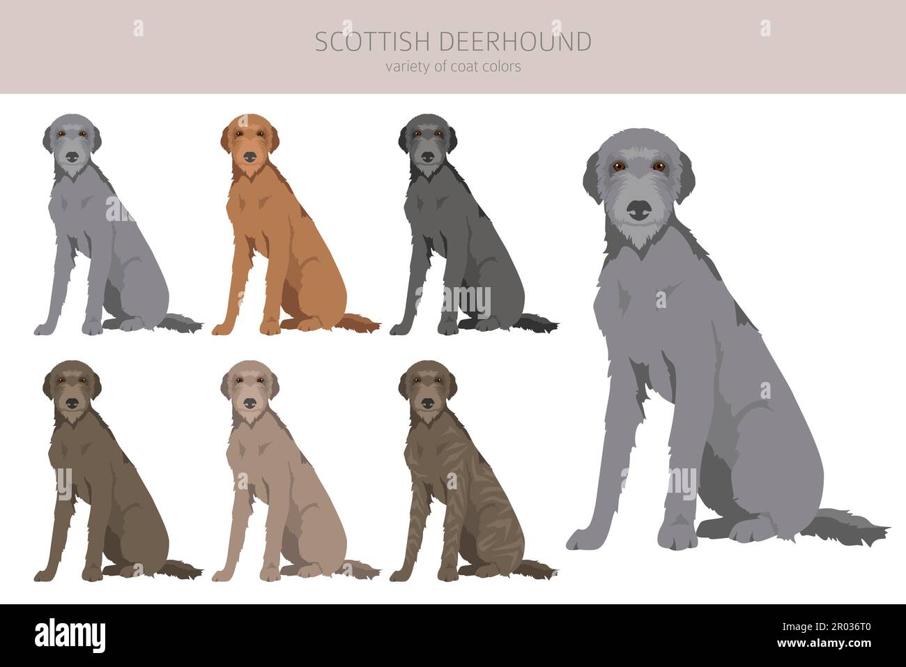 Schottischer Deerhound-Clipart. Verschiedene Posen, Fellfarben eingestellt. Vektorgrafik Stock Vektor