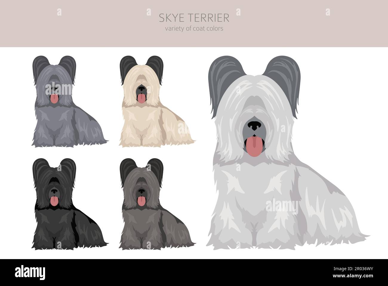Skye Terrier Fellfarben, verschiedene Posen Cliparts. Vektorgrafik Stock Vektor