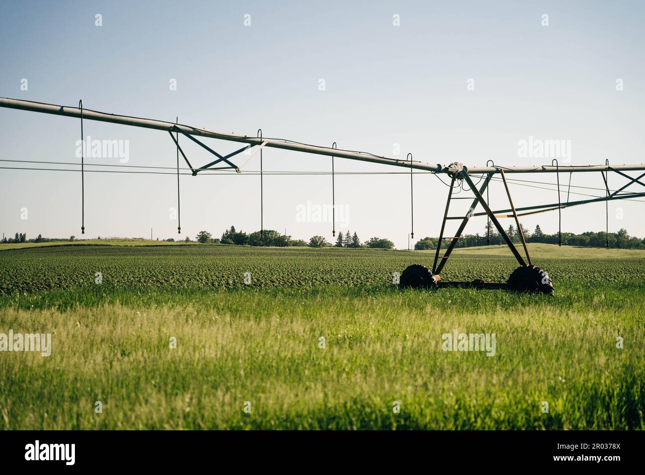 Bewässerung auf einem großen Feld mit einer selbstfahrenden Sprinkleranlage mit Mittelschaukel. Moderne Landwirtschaftstechnologien. Industrielle Erzeugung von Agrarerzeugnissen Stockfoto
