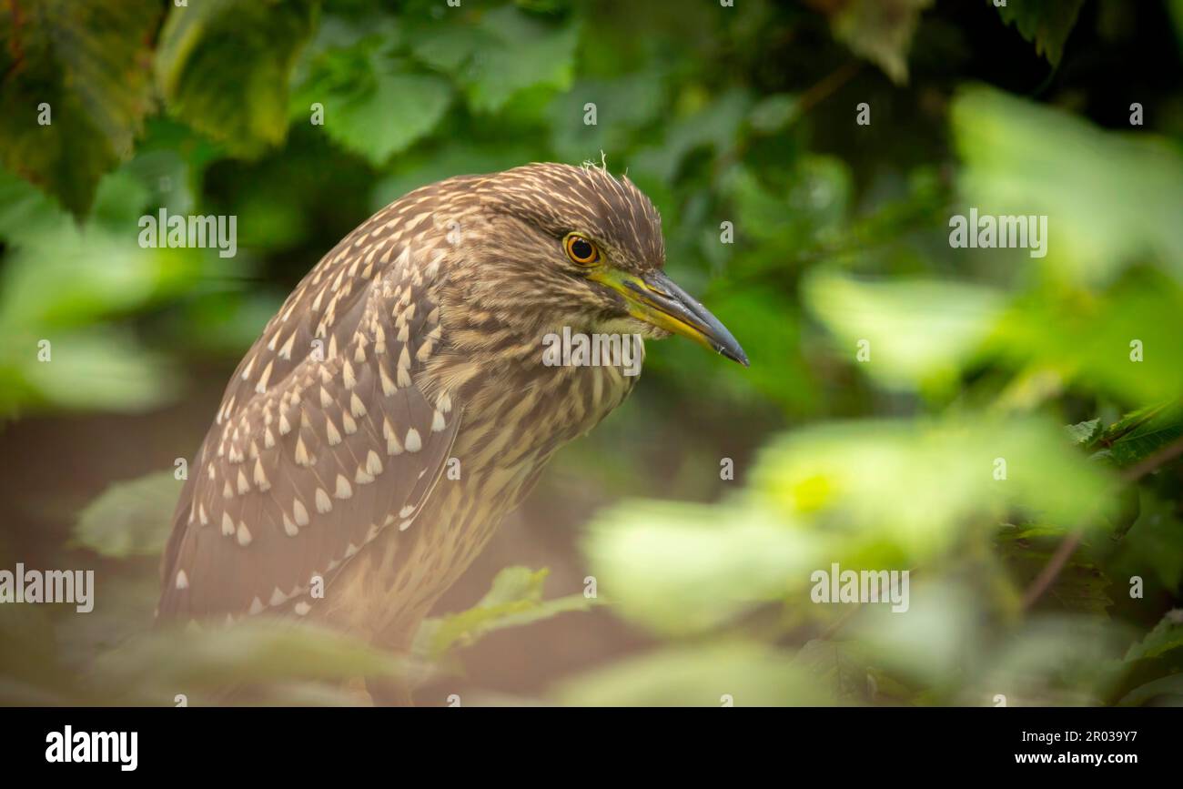 Ein junger Schwarzkronenreiher juvenile Nycticorax nycticorax versteckt in einem Busch, das beste Foto. Stockfoto