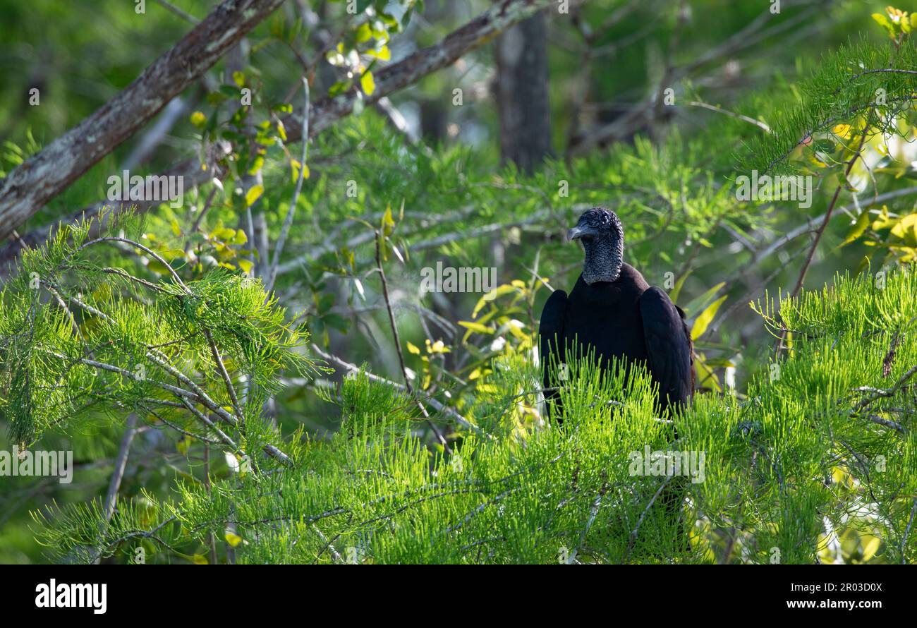Alarmieren Sie den schwarzen Geier hoch oben in sonnigen Baumzweigen am Cypress Lake in Lee County, Florida, USA Stockfoto