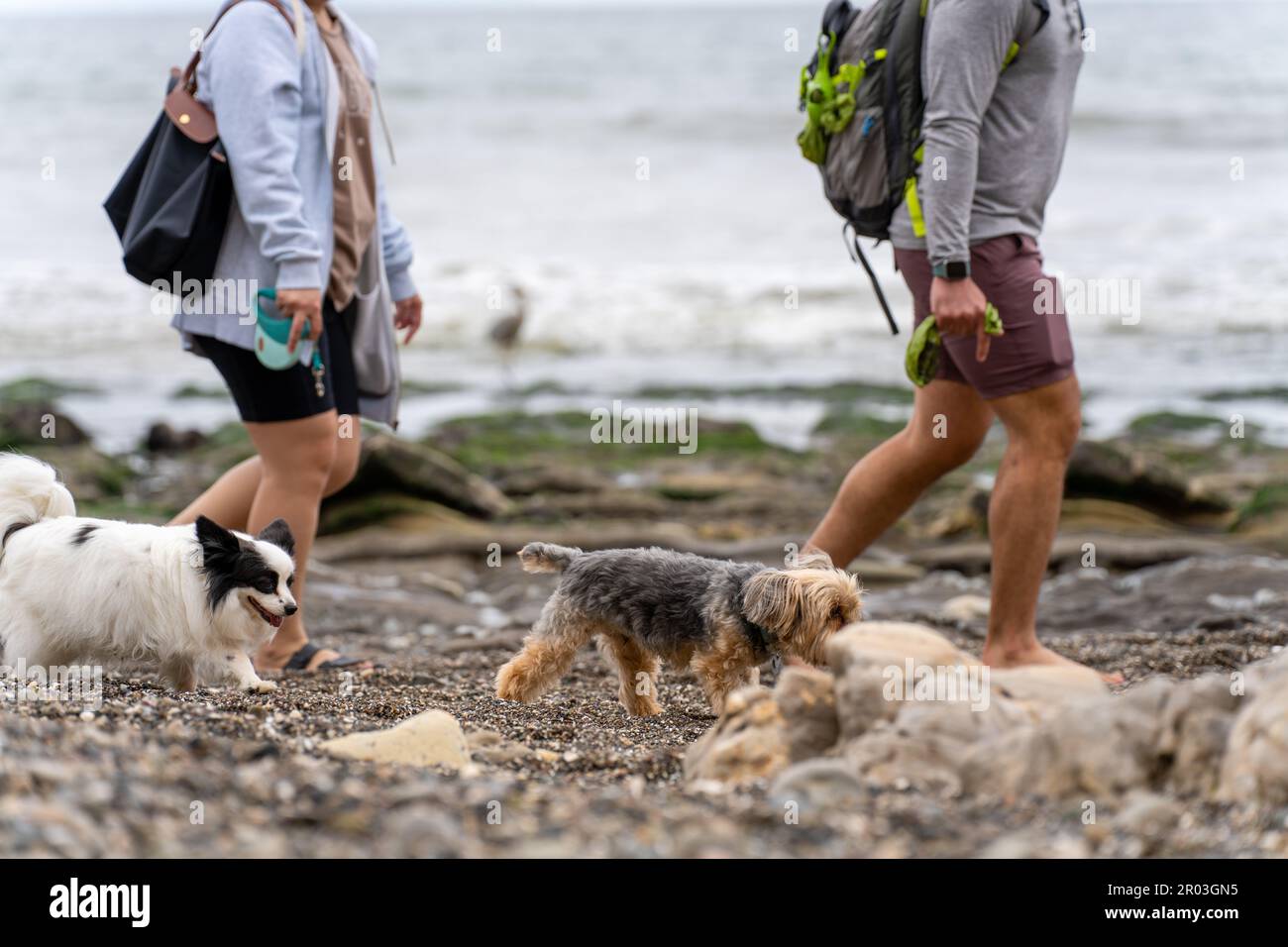 Ein Paar mit ihren Hunden, die am Strand spazieren gehen. Arroyo Burro Beach, Kalifornien. Stockfoto