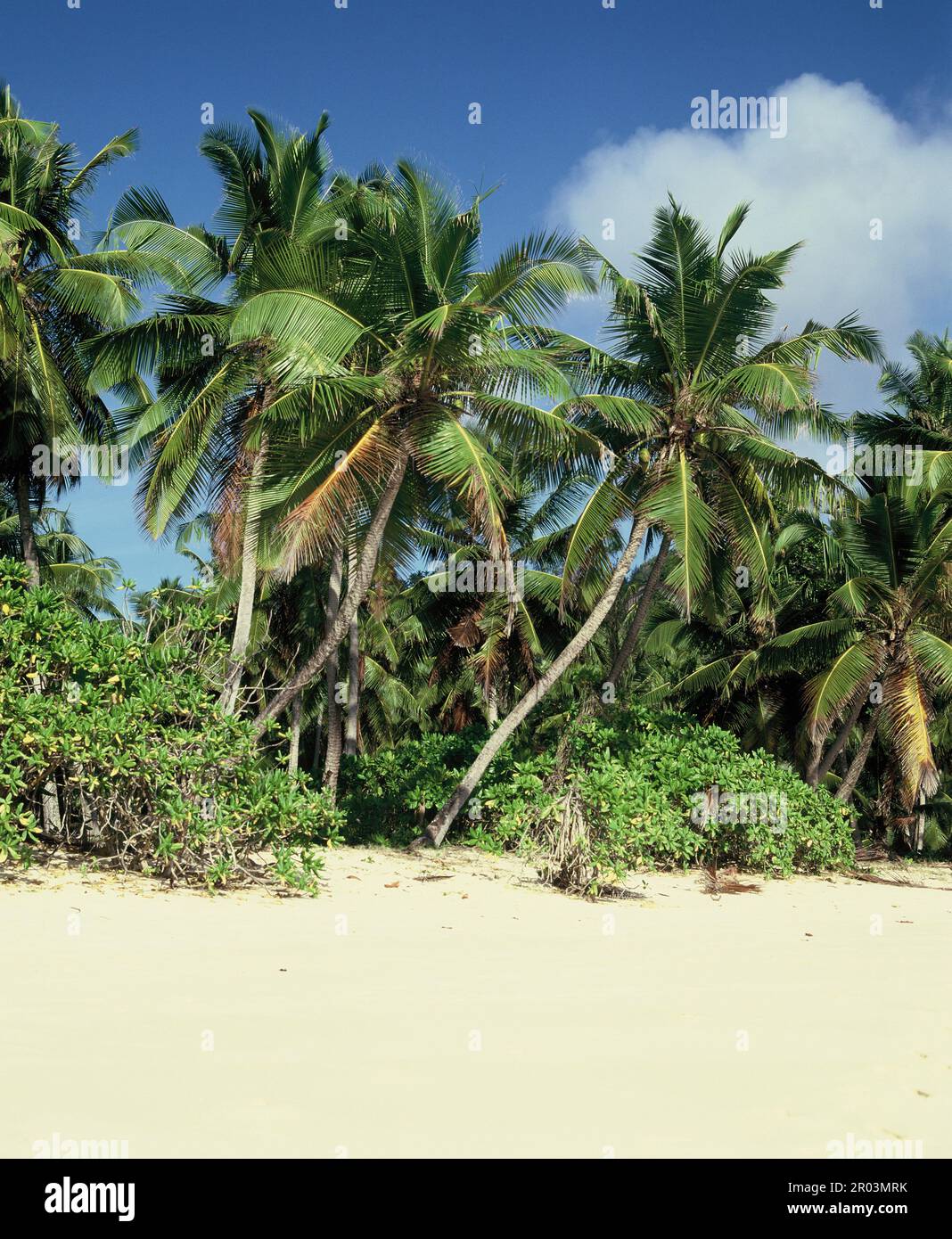 Die Seychellen. Mahé. Kokospalmen am Rande des Strandes. Stockfoto