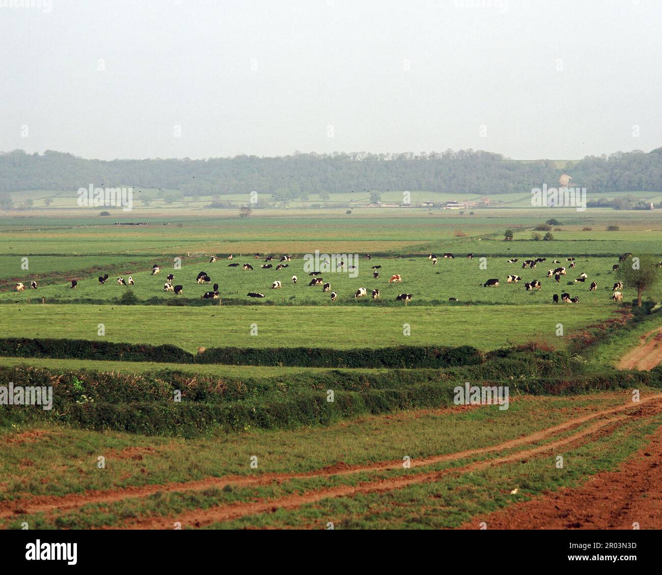 England. Somerset. Landwirtschaft. Felder und Herden von Milchrindern. Stockfoto