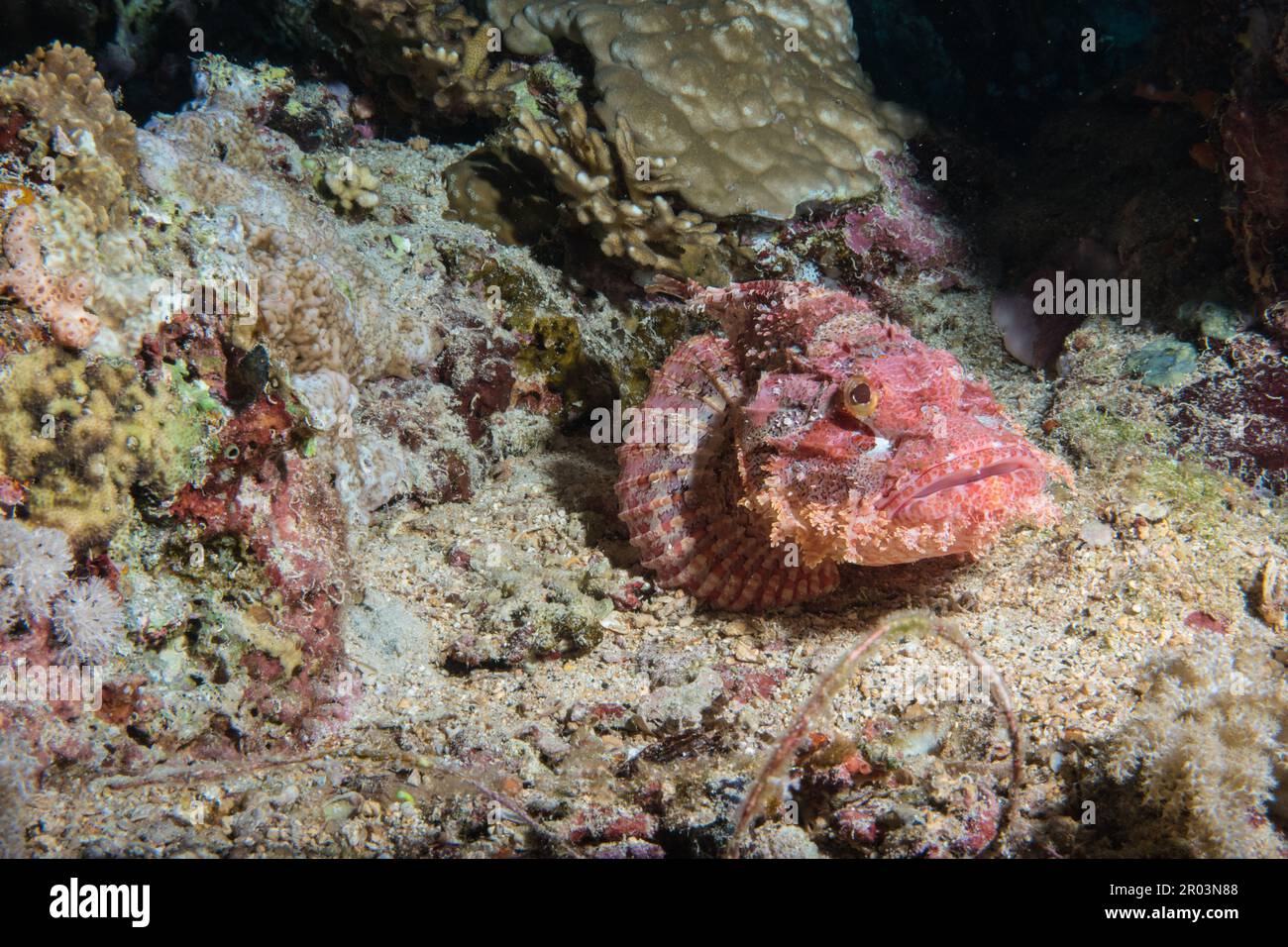 Bärtige Drachenköpfe Stockfoto