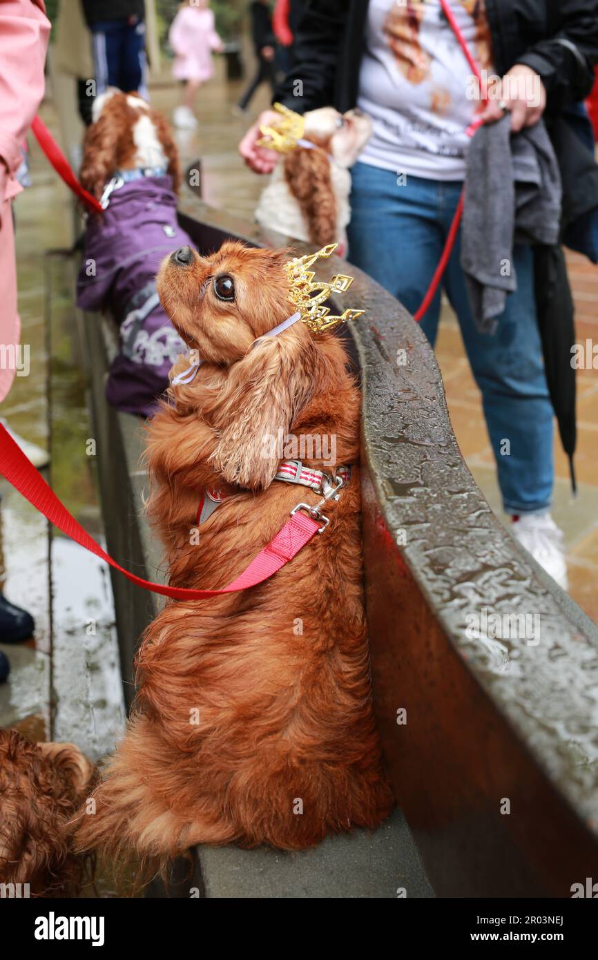 London, Großbritannien. 06. Mai 2023 King's Road Krönung Party bei Regenwetter. Ich liebe die King Charles Cavalier Parade von My Human. Die Krönung von König Karl III. Am 6. Mai. Kredit: Waldemar Sikora/Alamy Live News Stockfoto