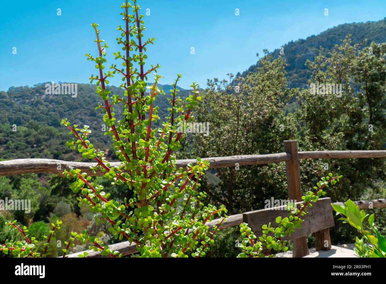 Grüne Pflanze mit rotem Stiel im Garten. Kleine grüne Pflanzenblätter auf grünen Hügeln und Bäumen Stockfoto