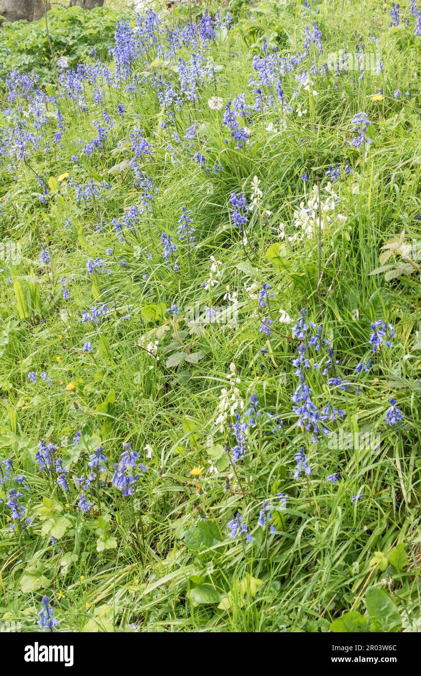 Bluebells im Backhouse Park, Sunderland, Nordostengland, Großbritannien Stockfoto