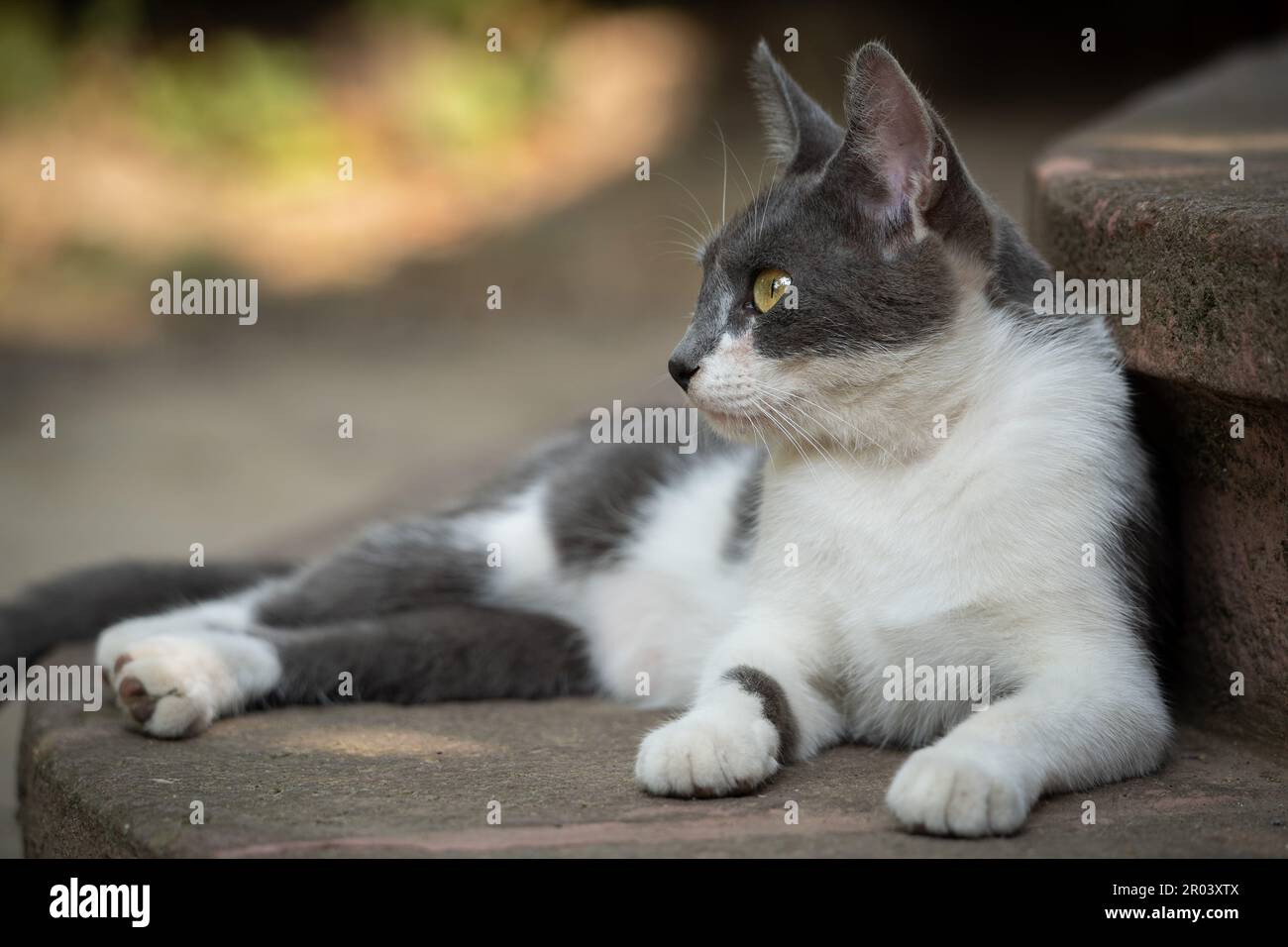 Porträt einer Katze mit weißem und grauem Fell. Auf der Treppe vor dem Hauseingang im Garten liegen. Gelbe Augen. Im Schatten. Stockfoto