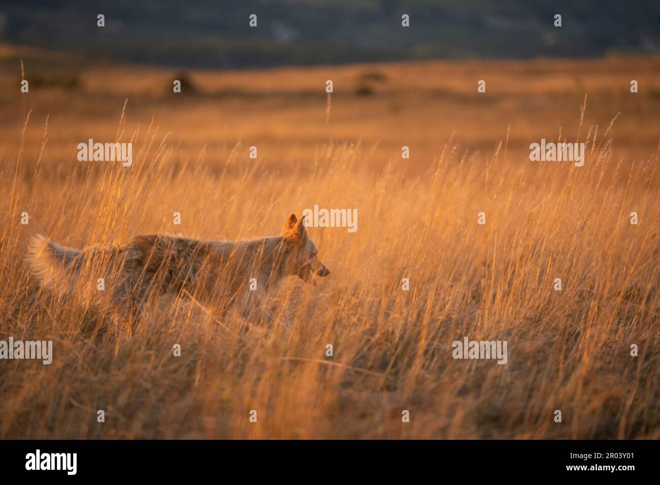 Arbeitender Hund unter gelbem Gras bei Sonnenuntergang. Orangefarbenes Feld. Wiese im Hintergrund. Stockfoto