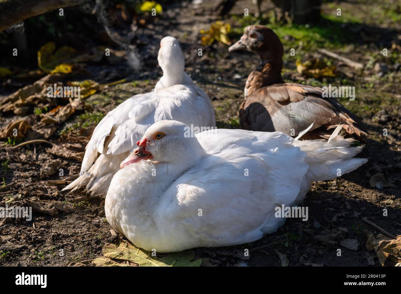 Zwei weiße und eine braune moschusenten liegen auf dem Boden und werden von der hellen Sonne beleuchtet. Nahaufnahme. Stockfoto