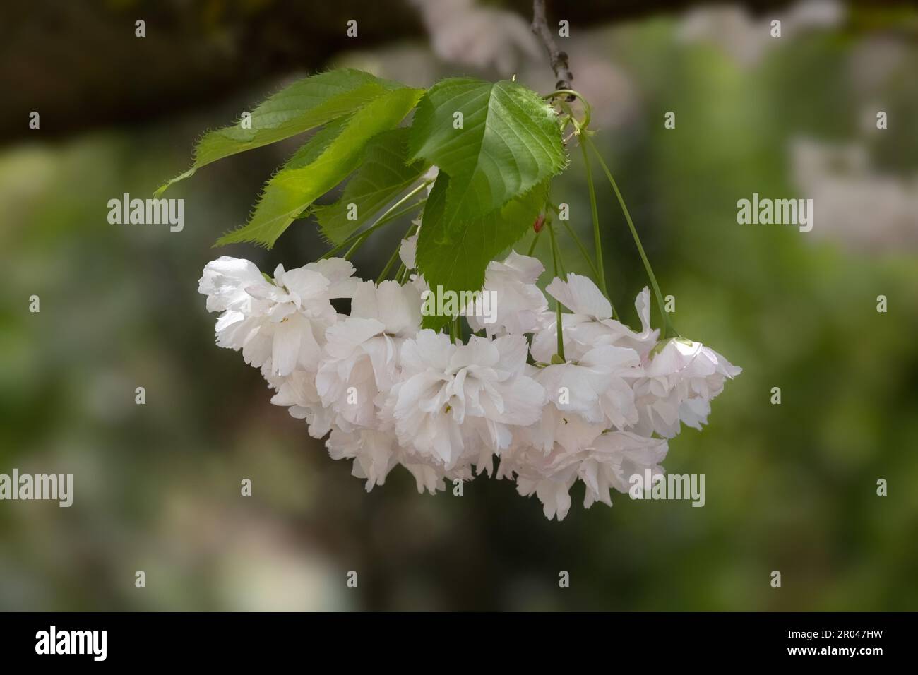 Nahaufnahme der Blumen von Prunus „Shogetsu“ in einem Garten im Frühling Stockfoto