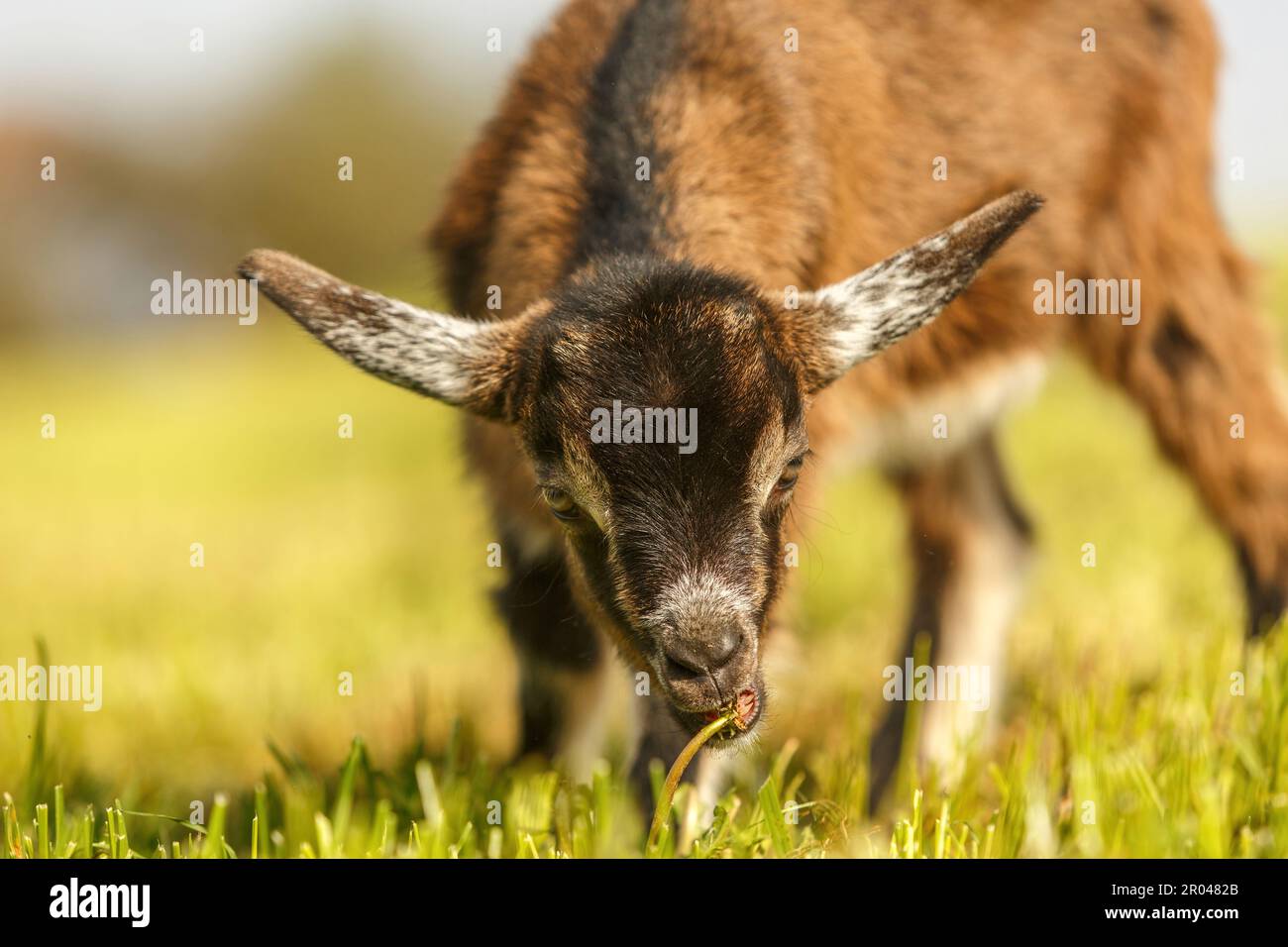 Porträt eines süßen Ziegenbabys auf einer Weide im Frühling draußen, Capra Stockfoto