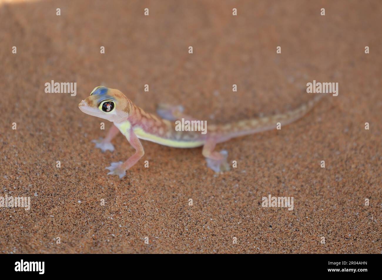 Nahaufnahme eines Namib Dune Gecko Stockfoto