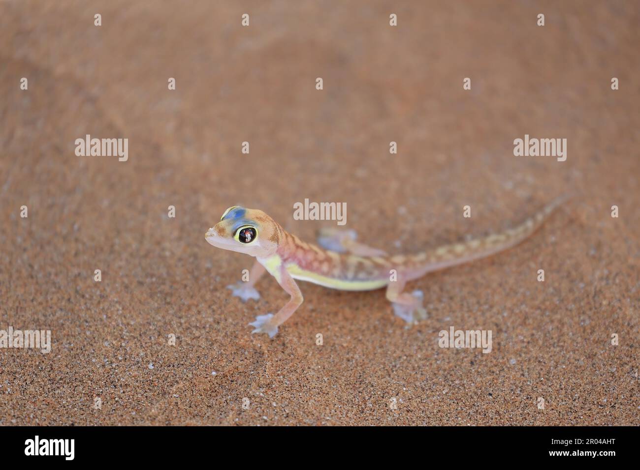 Nahaufnahme eines Namib Dune Gecko Stockfoto