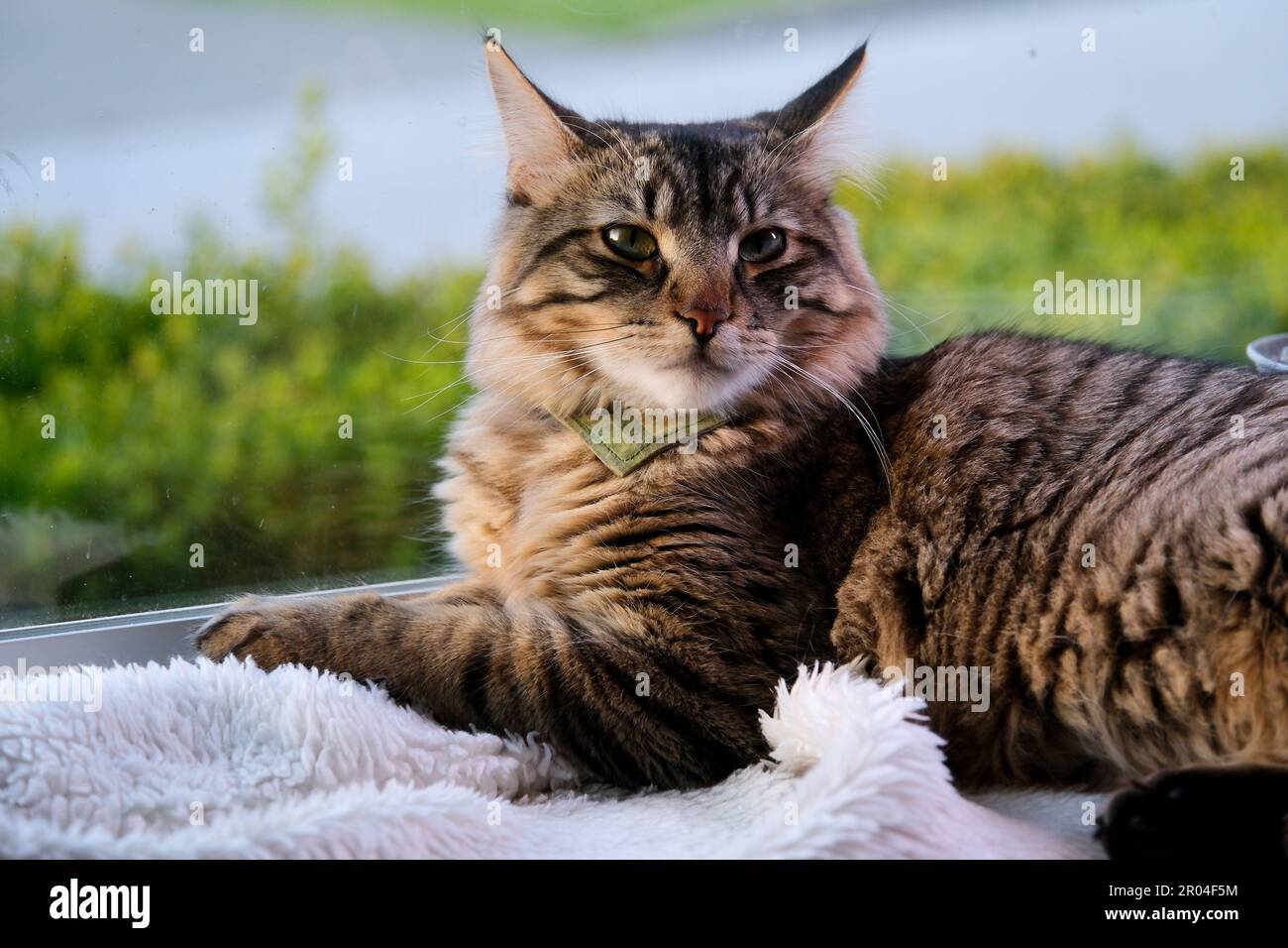 Eine anmutige sibirische Katze liegt auf dem Fenster mit weißer Decke schläft ein Blick weg PetsPet Care Komfort zu Hause Grau flauschig nahe Fenster Stockfoto