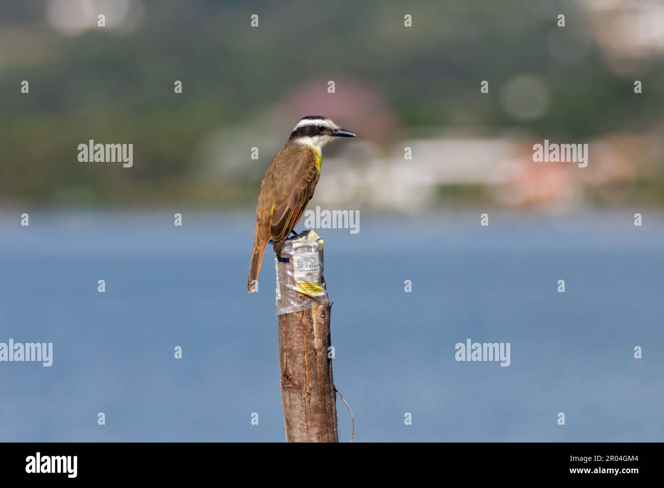 Der große Kiskadee ist auch bekannt als Bem-te-vi, der unter Regen auf dem Ast steht. Art Pitangus sulfuratus. Stockfoto