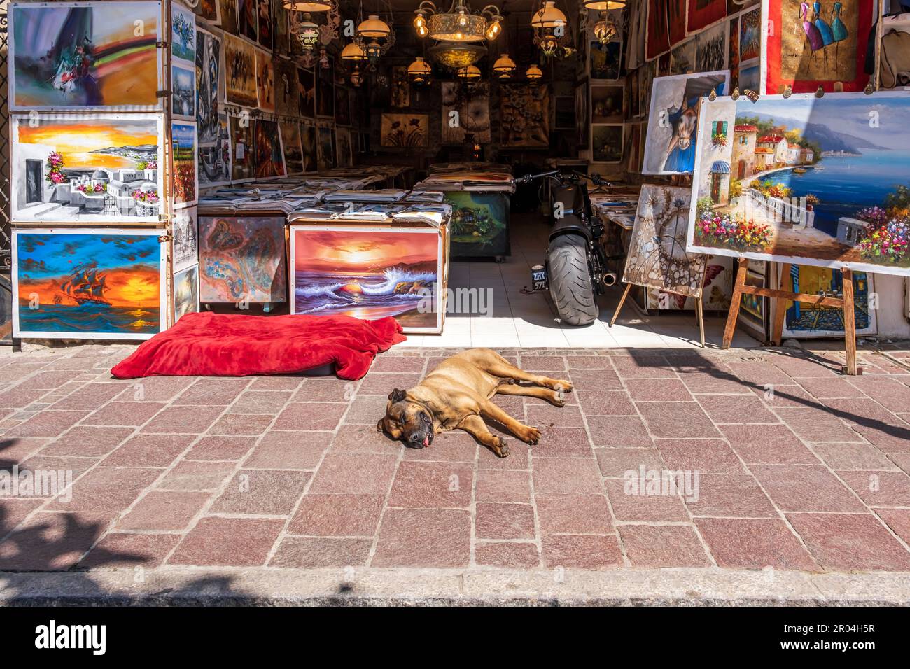 Schlafender Hund vor dem Kunstgeschäft in der Altstadt von Rethymno, Kreta, Griechenland Stockfoto