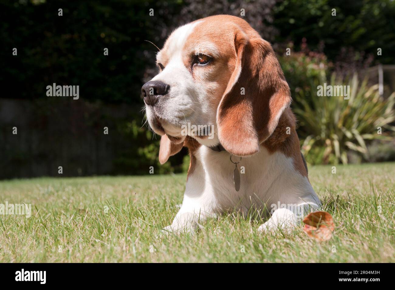 Beagle-Hund, junger Erwachsener im Freien, liegt auf Gras Stockfoto