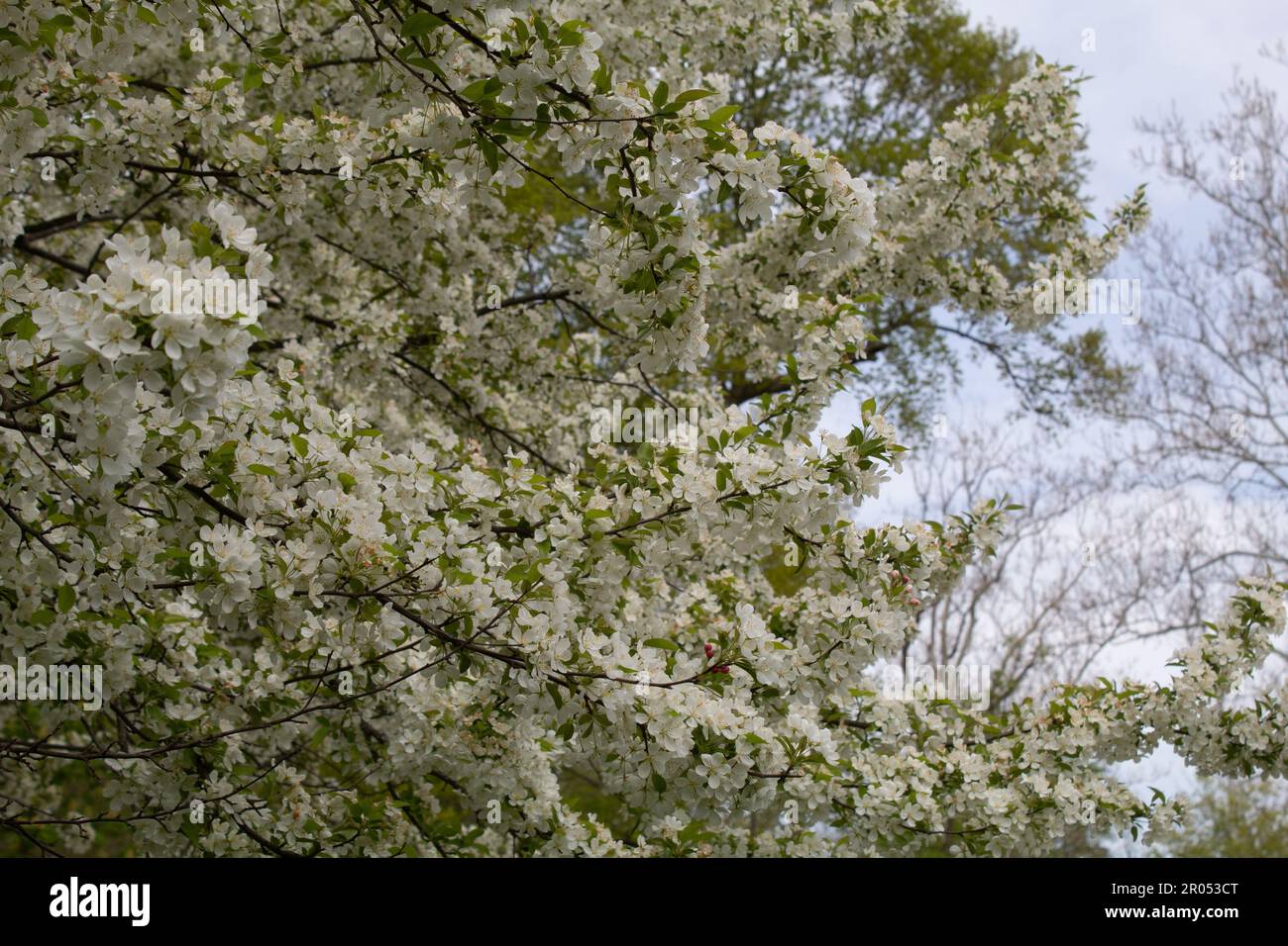 Bäume im Frühling Stockfoto