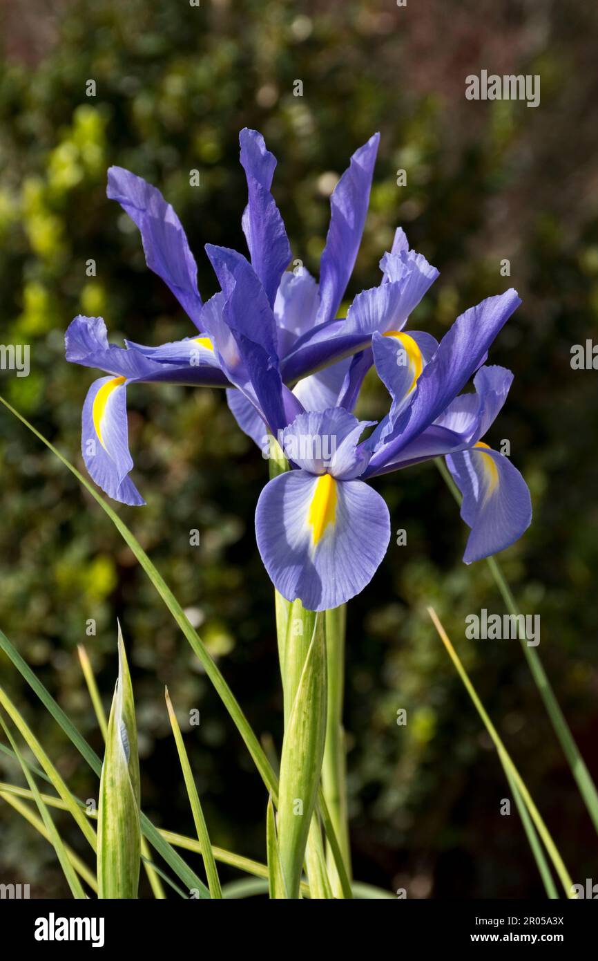 Im Frühling blüht eine elegante, mehrjährige Irispflanze in leuchtend violetten Blüten Stockfoto