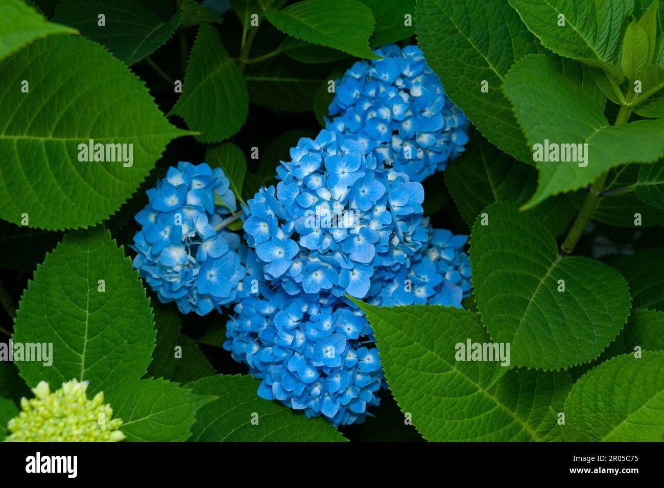 Wunderschöne blaue Blume Hydrangea macrophylla. Stockfoto