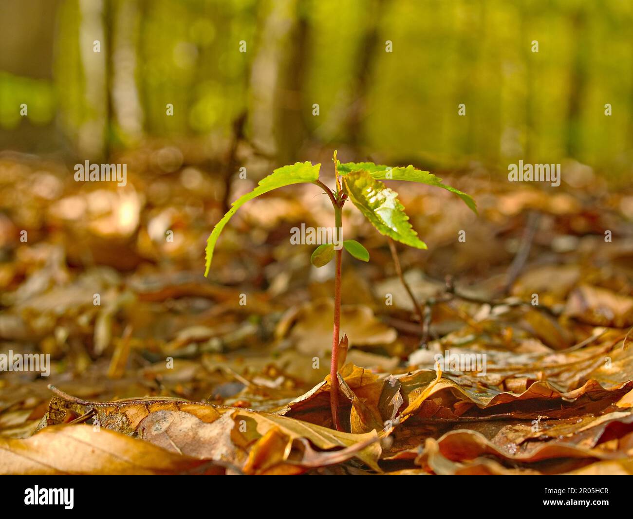 Neues Leben im Wald kleine Setzlinge wachsen zu großen Bäumen Stockfoto