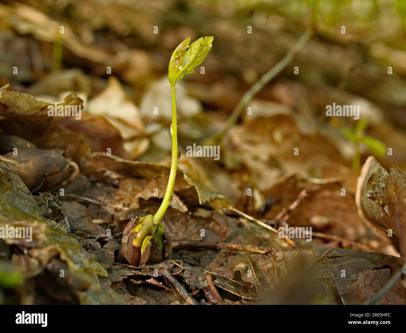 Neues Leben im Wald kleine Setzlinge wachsen zu großen Bäumen Stockfoto