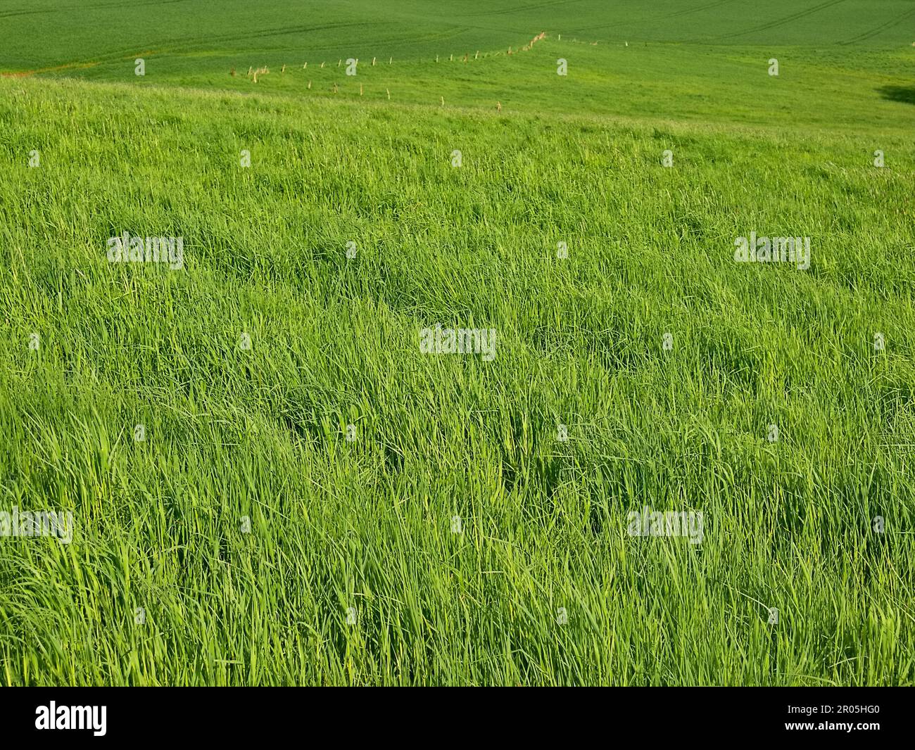 Wiese im Frühling üppiges Grün ökologische Natur Stockfoto Wiese im Frühling üppiges Grün ökologische Natur Stockfoto