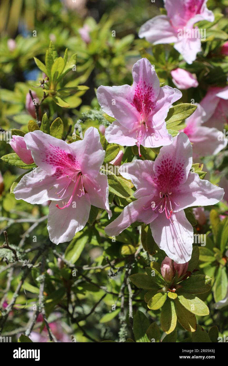 Wunderschöne, zarte, blassrosa Azaleen blühen in einem Garten in Monterey, CA. Stockfoto