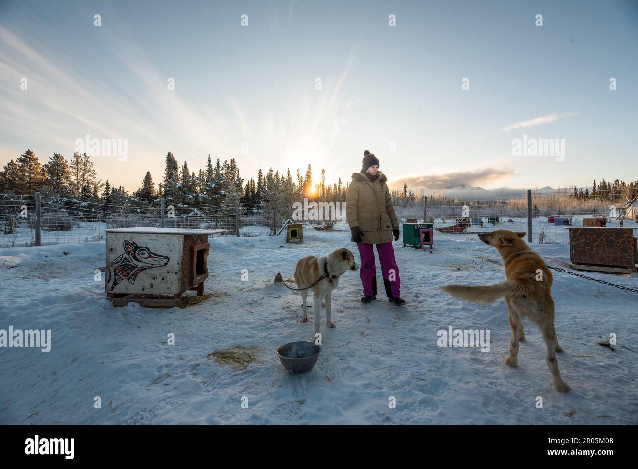 Hundeschlittenfahrten, Fahrten im Yukon Territory im Norden Kanadas mitten im Winter. Malamute, Husky, Alaska. Stockfoto