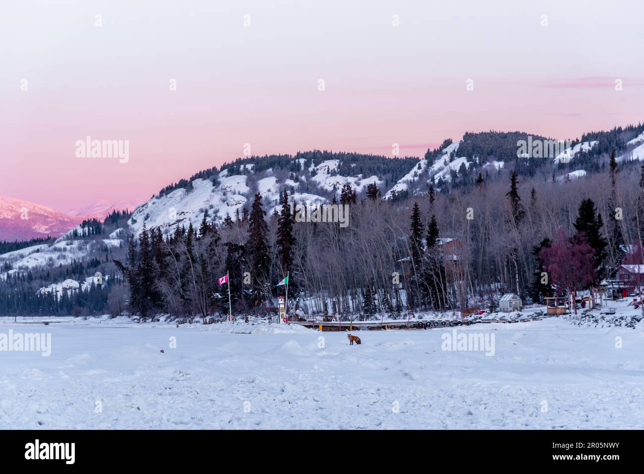 Sonnenaufgang auf einem gefrorenen See im Norden Kanadas während der Wintersaison mit zwei Rotfüchsen, die in der Ferne laufen und spielen. Stockfoto