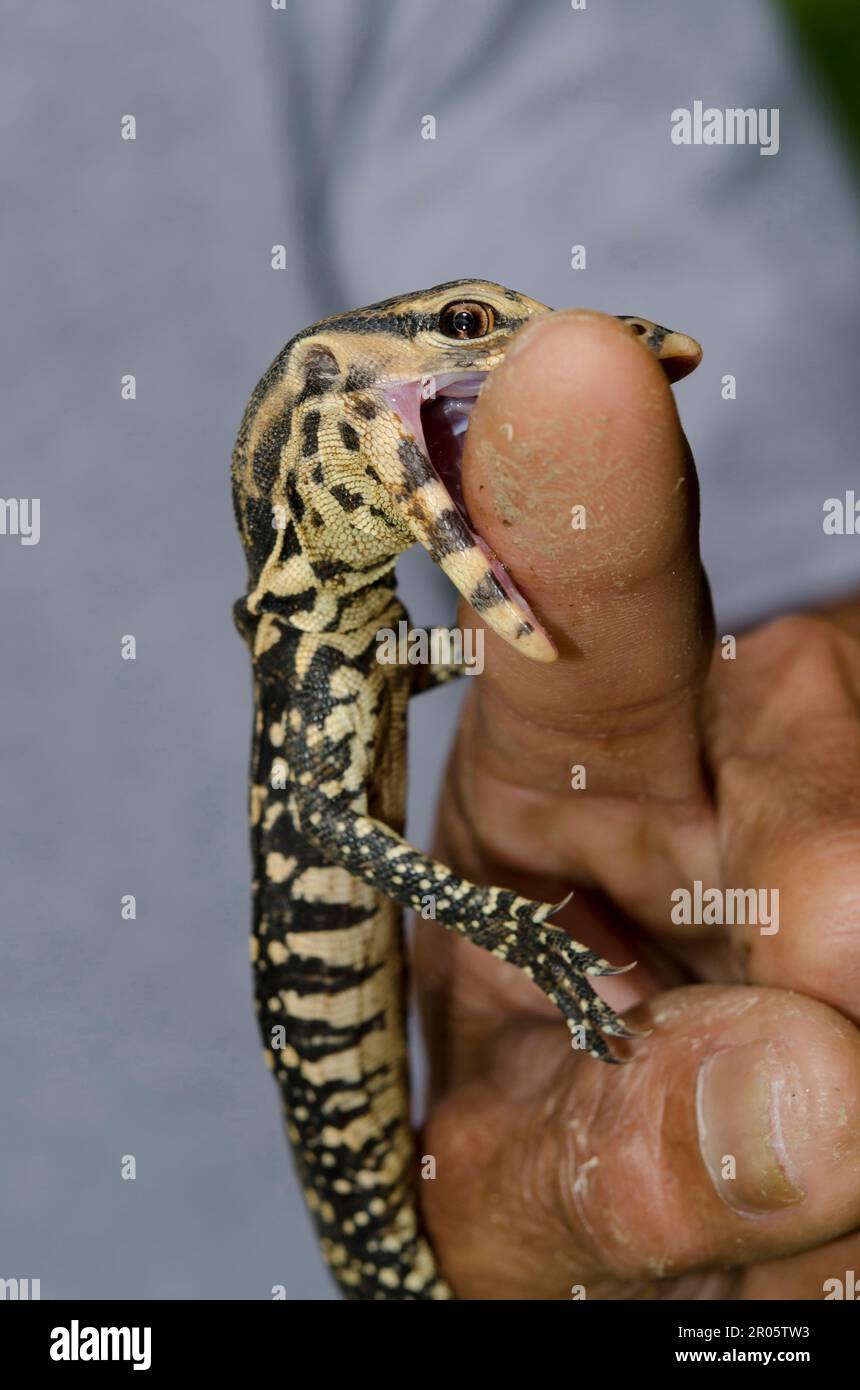 Juvenile Monitor Lizard, Varanus Salvator, beißender Männerfinger, Klungkung, Bali, Indonesien Stockfoto