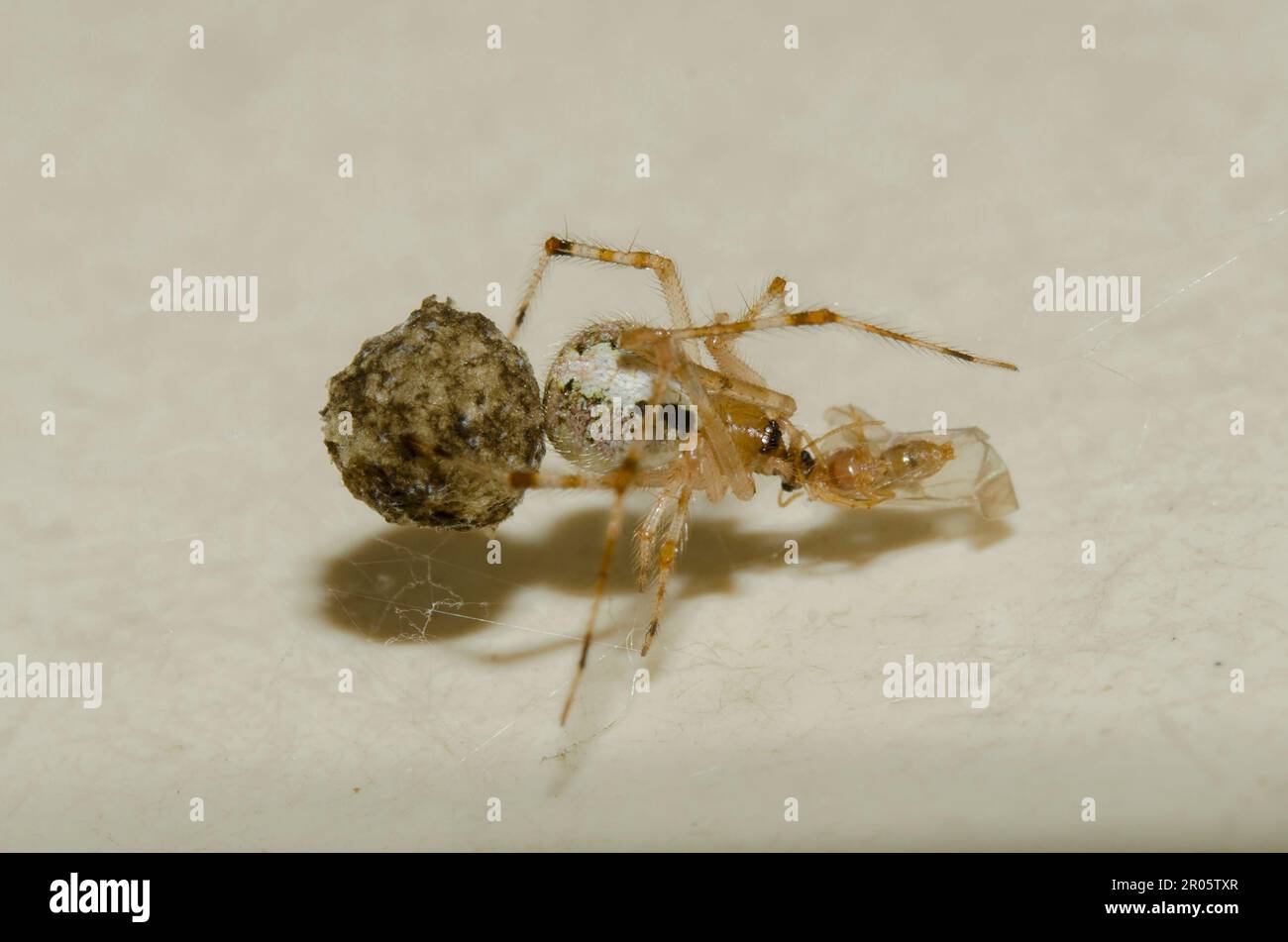 Spinnenbrust, Familie Theridiidae, mit Insekten-Beute, die Eiersack trägt, Klungkung, Bali, Indonesien Stockfoto